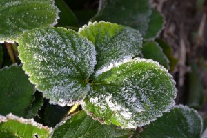 Strawberry Frost Protection Tips